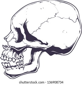 Vector skull artwork