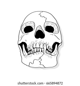 Vector skull artwork
