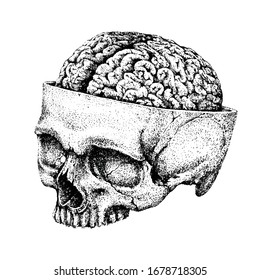 vector skull dark art design