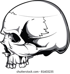 Vector Skull Illustration