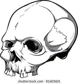 Vector Skull Illustration