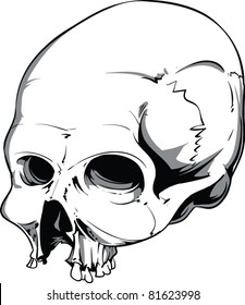 Vector Skull Illustration