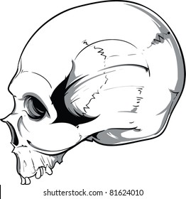 Vector Skull Illustration