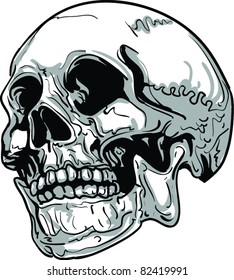Vector Skull Illustration