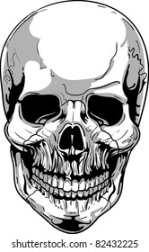 Vector Skull Illustration