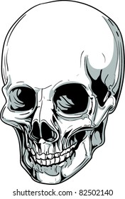 Vector skull illustration