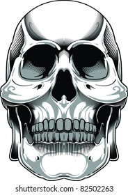 Vector Skull Illustration