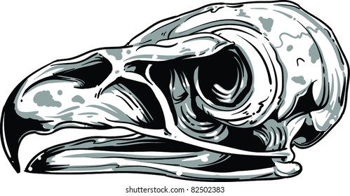 Vector skull illustration