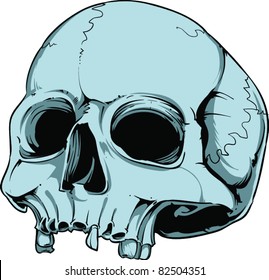 Vector skull illustration