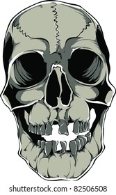 Vector skull illustration