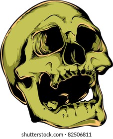 Vector skull illustration