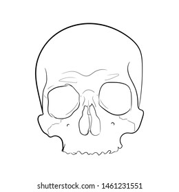 Vector of Skull Illustration Black and White