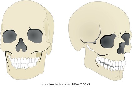 Vector skull illustration in two projections