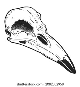 vector skull ravens hand drawn sketch illustration