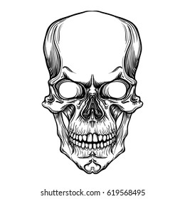 Vector Skull.Human skull on isolated white background.