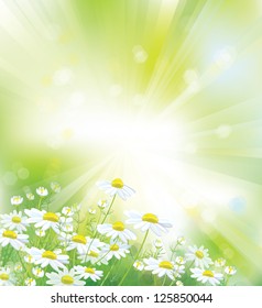 Vector of sky background  with white chamomiles