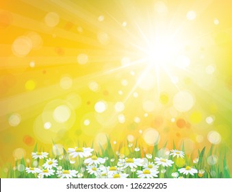 Vector of sky background with white chamomiles