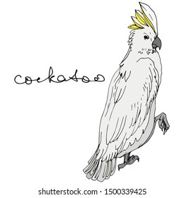 Vector Sky bird cockatoo in a wildlife. Wild freedom, bird with a flying wings. Black and white engraved ink art. Isolated parrot illustration element on white background.
