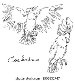 Vector Sky bird cockatoo in a wildlife isolated. Wild freedom, bird with a flying wings. Black and white engraved ink art. Isolated parrot illustration element.