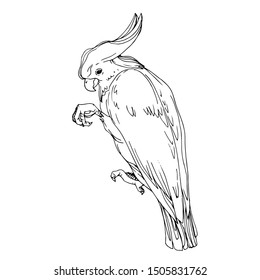 Vector Sky bird cockatoo in a wildlife isolated. Wild freedom, bird with a flying wings. Black and white engraved ink art. Isolated parrot illustration element.