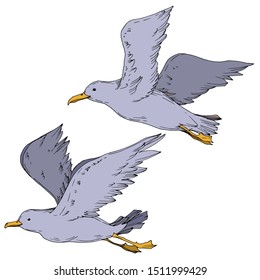 Vector Sky bird seagull isolated. Wild freedom, bird with a flying wings. Black and white engraved ink art. Isolated seagull illustration element on white background.