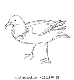 Vector Sky bird seagull isolated. Wild freedom, bird with a flying wings. Black and white engraved ink art. Isolated seagull illustration element on white background.