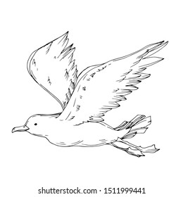 Vector Sky bird seagull isolated. Wild freedom, bird with a flying wings. Black and white engraved ink art. Isolated seagull illustration element on white background.