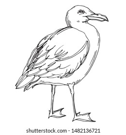 Vector Sky bird seagull in a wildlife isolated. Wild freedom, bird with a flying wings. Black and white engraved ink art. Isolated seagull illustration element on white background.