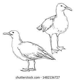 Vector Sky bird seagull in a wildlife isolated. Wild freedom, bird with a flying wings. Black and white engraved ink art. Isolated seagull illustration element on white background.