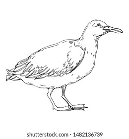 Vector Sky bird seagull in a wildlife isolated. Wild freedom, bird with a flying wings. Black and white engraved ink art. Isolated seagull illustration element on white background.