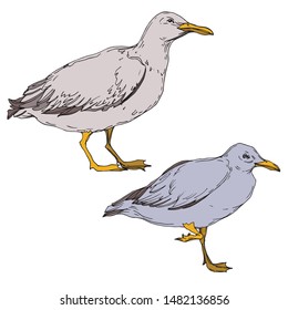 Vector Sky bird seagull in a wildlife isolated. Wild freedom, bird with a flying wings. Black and white engraved ink art. Isolated seagull illustration element on white background.
