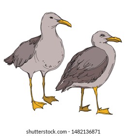 Vector Sky bird seagull in a wildlife isolated. Wild freedom, bird with a flying wings. Black and white engraved ink art. Isolated seagull illustration element on white background.