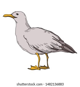 Vector Sky bird seagull in a wildlife isolated. Wild freedom, bird with a flying wings. Black and white engraved ink art. Isolated seagull illustration element on white background.