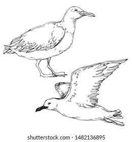 Vector Sky bird seagull in a wildlife isolated. Wild freedom, bird with a flying wings. Black and white engraved ink art. Isolated seagull illustration element on white background.