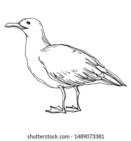 Vector Sky bird seagull in a wildlife isolated. Wild freedom, bird with a flying wings. Black and white engraved ink art. Isolated seagull illustration element on white background.
