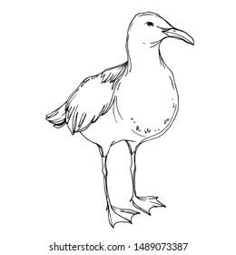 Vector Sky bird seagull in a wildlife isolated. Wild freedom, bird with a flying wings. Black and white engraved ink art. Isolated seagull illustration element on white background.
