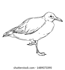 Vector Sky bird seagull in a wildlife isolated. Wild freedom, bird with a flying wings. Black and white engraved ink art. Isolated seagull illustration element on white background.
