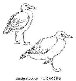 Vector Sky bird seagull in a wildlife isolated. Wild freedom, bird with a flying wings. Black and white engraved ink art. Isolated seagull illustration element on white background.