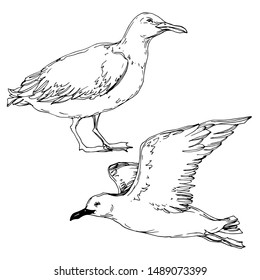 Vector Sky bird seagull in a wildlife isolated. Wild freedom, bird with a flying wings. Black and white engraved ink art. Isolated seagull illustration element on white background.