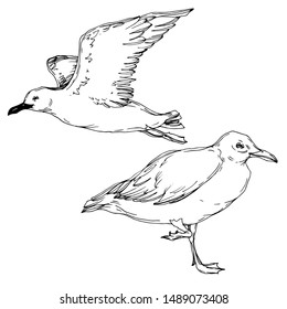 Vector Sky bird seagull in a wildlife isolated. Wild freedom, bird with a flying wings. Black and white engraved ink art. Isolated seagull illustration element on white background.