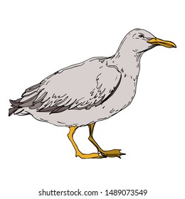 Vector Sky bird seagull in a wildlife isolated. Wild freedom, bird with a flying wings. Black and white engraved ink art. Isolated seagull illustration element on white background.