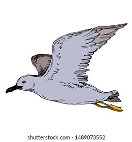 Vector Sky bird seagull in a wildlife isolated. Wild freedom, bird with a flying wings. Black and white engraved ink art. Isolated seagull illustration element on white background.