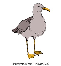 Vector Sky bird seagull in a wildlife isolated. Wild freedom, bird with a flying wings. Black and white engraved ink art. Isolated seagull illustration element on white background.