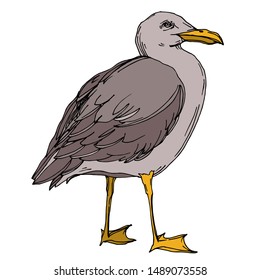 Vector Sky bird seagull in a wildlife isolated. Wild freedom, bird with a flying wings. Black and white engraved ink art. Isolated seagull illustration element on white background.