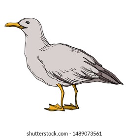 Vector Sky bird seagull in a wildlife isolated. Wild freedom, bird with a flying wings. Black and white engraved ink art. Isolated seagull illustration element on white background.