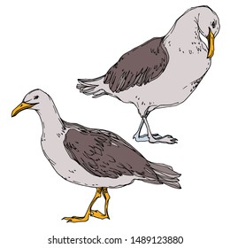 Vector Sky bird seagull in a wildlife. Wild freedom, bird with a flying wings. Black and white engraved ink art. Isolated seagull illustration element on white background.