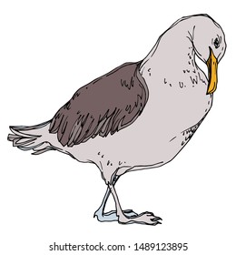 Vector Sky bird seagull in a wildlife. Wild freedom, bird with a flying wings. Black and white engraved ink art. Isolated seagull illustration element on white background.