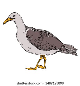 Vector Sky bird seagull in a wildlife. Wild freedom, bird with a flying wings. Black and white engraved ink art. Isolated seagull illustration element on white background.