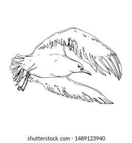Vector Sky bird seagull in a wildlife. Wild freedom, bird with a flying wings. Black and white engraved ink art. Isolated seagull illustration element on white background.