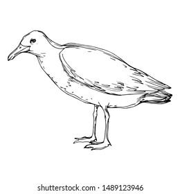 Vector Sky bird seagull in a wildlife. Wild freedom, bird with a flying wings. Black and white engraved ink art. Isolated seagull illustration element on white background.